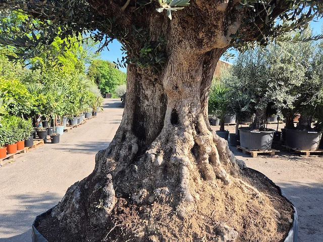 Olijfboom bonsai xxl - olea europaea - 200 jaar oud - hoogte ca. 320 cm - afbeelding 3 van  10