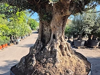 Olijfboom bonsai xxl - olea europaea - 200 jaar oud - hoogte ca. 320 cm - afbeelding 3 van  10