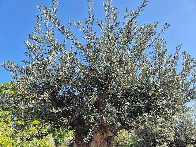 Olijfboom bonsai xxl - olea europaea - 200 jaar oud - hoogte ca. 320 cm - afbeelding 4 van  10