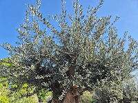 Olijfboom bonsai xxl - olea europaea - 200 jaar oud - hoogte ca. 320 cm - afbeelding 4 van  10