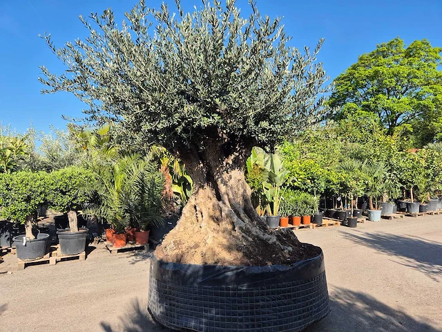 Olijfboom bonsai xxl - olea europaea - 200 jaar oud - hoogte ca. 320 cm - afbeelding 5 van  10