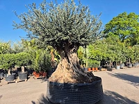 Olijfboom bonsai xxl - olea europaea - 200 jaar oud - hoogte ca. 320 cm - afbeelding 5 van  10