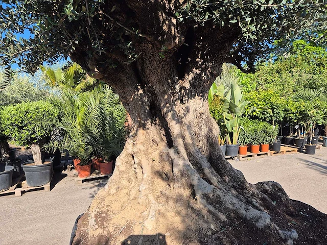Olijfboom bonsai xxl - olea europaea - 200 jaar oud - hoogte ca. 320 cm - afbeelding 6 van  10
