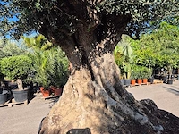 Olijfboom bonsai xxl - olea europaea - 200 jaar oud - hoogte ca. 320 cm - afbeelding 6 van  10