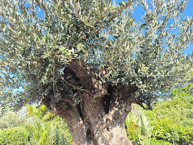 Olijfboom bonsai xxl - olea europaea - 200 jaar oud - hoogte ca. 320 cm - afbeelding 7 van  10