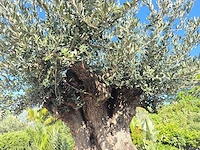 Olijfboom bonsai xxl - olea europaea - 200 jaar oud - hoogte ca. 320 cm - afbeelding 7 van  10