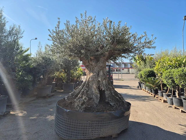 Olijfboom bonsai xxl - olea europaea - 200 jaar oud - hoogte ca. 320 cm - afbeelding 8 van  10