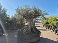 Olijfboom bonsai xxl - olea europaea - 200 jaar oud - hoogte ca. 320 cm - afbeelding 8 van  10