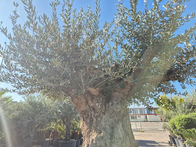 Olijfboom bonsai xxl - olea europaea - 200 jaar oud - hoogte ca. 320 cm - afbeelding 9 van  10