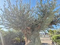 Olijfboom bonsai xxl - olea europaea - 200 jaar oud - hoogte ca. 320 cm - afbeelding 9 van  10