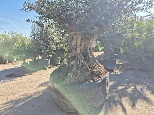 Olijfboom bonsai xxl - olea europaea - 200 jaar oud - hoogte ca. 320 cm - afbeelding 10 van  10