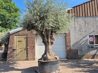 Olijfboom bonsai xxl - olea europaea - 200 jaar oud - hoogte ca. 320 cm