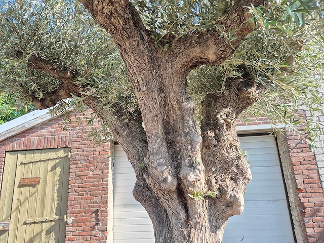 Olijfboom bonsai xxl - olea europaea - 200 jaar oud - hoogte ca. 320 cm - afbeelding 2 van  7