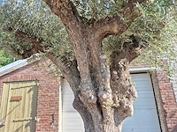 Olijfboom bonsai xxl - olea europaea - 200 jaar oud - hoogte ca. 320 cm - afbeelding 2 van  7