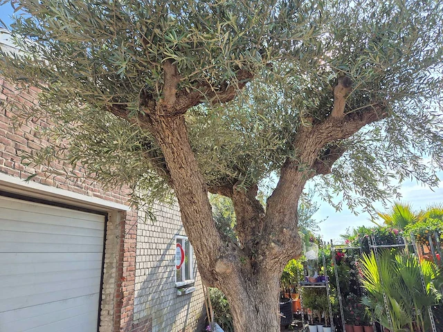Olijfboom bonsai xxl - olea europaea - 200 jaar oud - hoogte ca. 320 cm - afbeelding 3 van  7