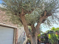 Olijfboom bonsai xxl - olea europaea - 200 jaar oud - hoogte ca. 320 cm - afbeelding 3 van  7