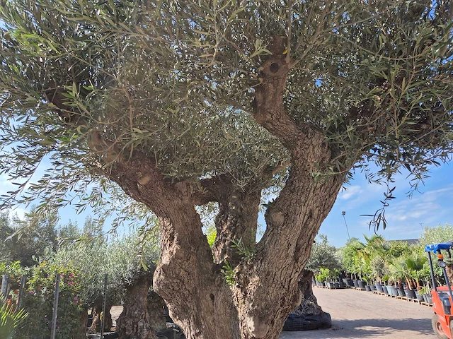 Olijfboom bonsai xxl - olea europaea - 200 jaar oud - hoogte ca. 320 cm - afbeelding 4 van  7