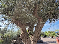 Olijfboom bonsai xxl - olea europaea - 200 jaar oud - hoogte ca. 320 cm - afbeelding 4 van  7