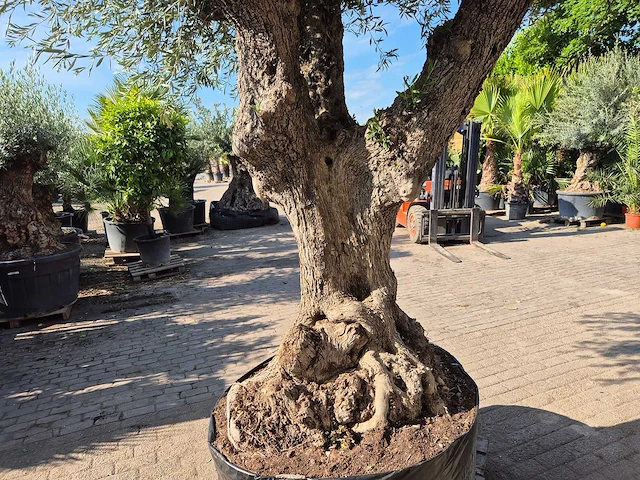 Olijfboom bonsai xxl - olea europaea - 200 jaar oud - hoogte ca. 320 cm - afbeelding 5 van  7