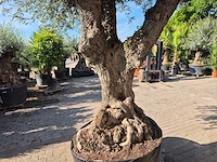 Olijfboom bonsai xxl - olea europaea - 200 jaar oud - hoogte ca. 320 cm - afbeelding 5 van  7