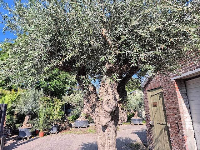 Olijfboom bonsai xxl - olea europaea - 200 jaar oud - hoogte ca. 320 cm - afbeelding 6 van  7