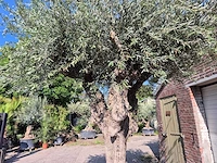 Olijfboom bonsai xxl - olea europaea - 200 jaar oud - hoogte ca. 320 cm - afbeelding 6 van  7