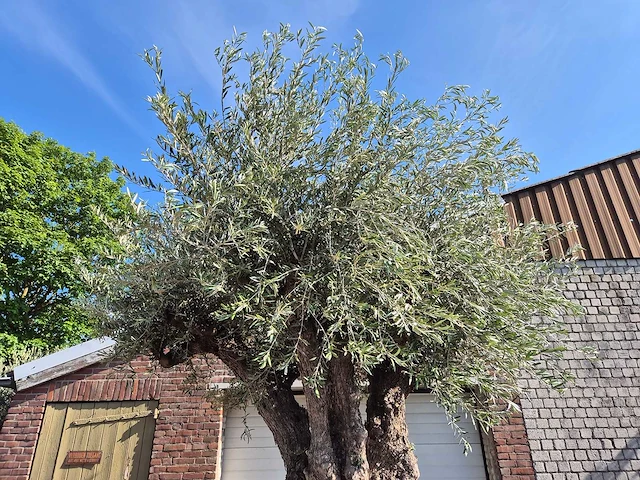 Olijfboom bonsai xxl - olea europaea - 200 jaar oud - hoogte ca. 320 cm - afbeelding 7 van  7