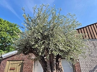 Olijfboom bonsai xxl - olea europaea - 200 jaar oud - hoogte ca. 320 cm - afbeelding 7 van  7