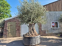 Olijfboom bonsai xxl - olea europaea - 200 jaar oud - hoogte ca. 330 cm