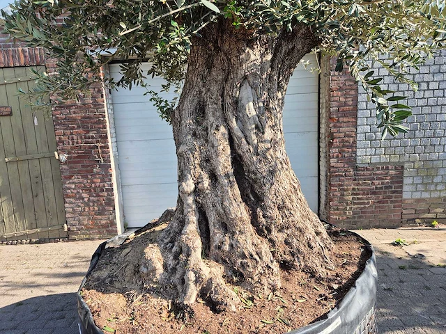 Olijfboom bonsai xxl - olea europaea - 200 jaar oud - hoogte ca. 330 cm - afbeelding 2 van  8