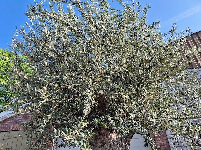 Olijfboom bonsai xxl - olea europaea - 200 jaar oud - hoogte ca. 330 cm - afbeelding 3 van  8