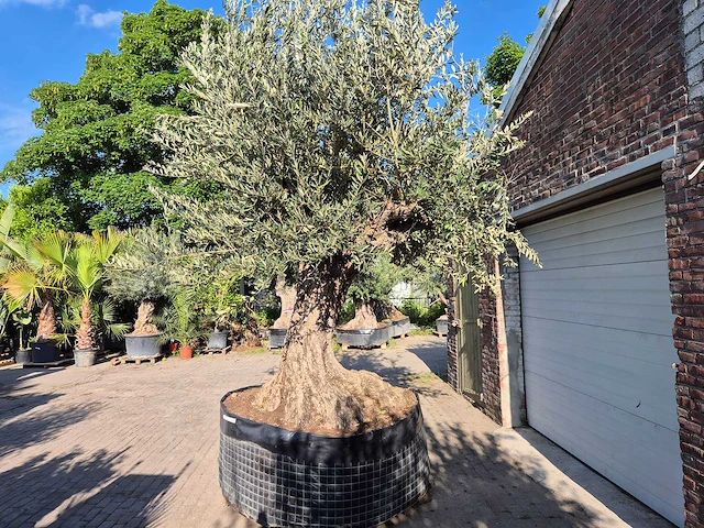Olijfboom bonsai xxl - olea europaea - 200 jaar oud - hoogte ca. 330 cm - afbeelding 4 van  8