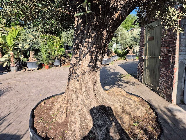 Olijfboom bonsai xxl - olea europaea - 200 jaar oud - hoogte ca. 330 cm - afbeelding 5 van  8