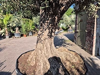 Olijfboom bonsai xxl - olea europaea - 200 jaar oud - hoogte ca. 330 cm - afbeelding 5 van  8