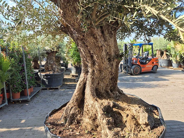 Olijfboom bonsai xxl - olea europaea - 200 jaar oud - hoogte ca. 330 cm - afbeelding 6 van  8