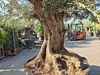 Olijfboom bonsai xxl - olea europaea - 200 jaar oud - hoogte ca. 330 cm - afbeelding 6 van  8