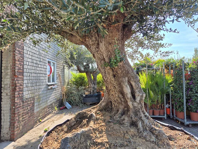 Olijfboom bonsai xxl - olea europaea - 200 jaar oud - hoogte ca. 330 cm - afbeelding 7 van  8