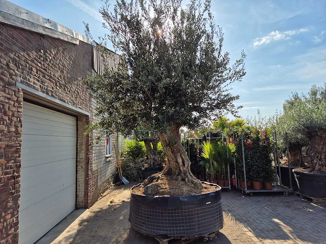 Olijfboom bonsai xxl - olea europaea - 200 jaar oud - hoogte ca. 330 cm - afbeelding 8 van  8