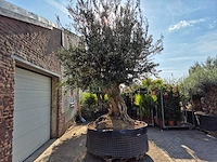 Olijfboom bonsai xxl - olea europaea - 200 jaar oud - hoogte ca. 330 cm - afbeelding 8 van  8