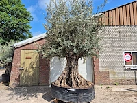Olijfboom bonsai xxl - olea europaea - 200 jaar oud - hoogte ca. 330 cm