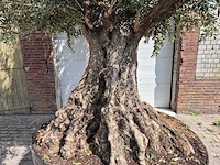 Olijfboom bonsai xxl - olea europaea - 200 jaar oud - hoogte ca. 330 cm - afbeelding 2 van  9