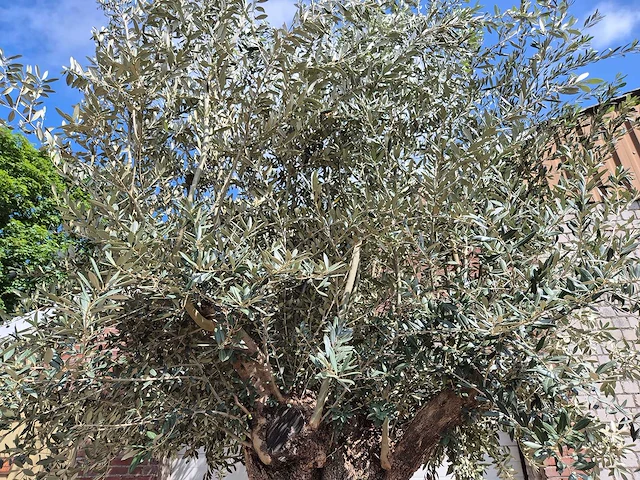 Olijfboom bonsai xxl - olea europaea - 200 jaar oud - hoogte ca. 330 cm - afbeelding 3 van  9