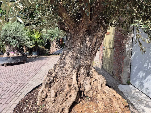 Olijfboom bonsai xxl - olea europaea - 200 jaar oud - hoogte ca. 330 cm - afbeelding 4 van  9