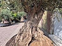 Olijfboom bonsai xxl - olea europaea - 200 jaar oud - hoogte ca. 330 cm - afbeelding 4 van  9