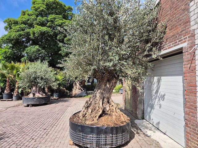 Olijfboom bonsai xxl - olea europaea - 200 jaar oud - hoogte ca. 330 cm - afbeelding 5 van  9