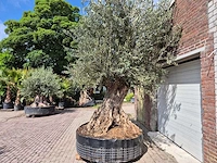 Olijfboom bonsai xxl - olea europaea - 200 jaar oud - hoogte ca. 330 cm - afbeelding 5 van  9