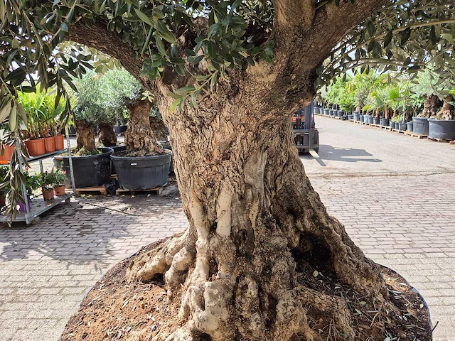 Olijfboom bonsai xxl - olea europaea - 200 jaar oud - hoogte ca. 330 cm - afbeelding 6 van  9