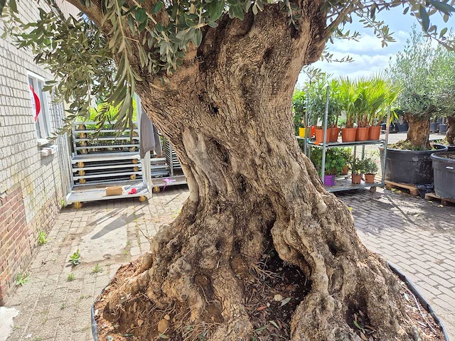 Olijfboom bonsai xxl - olea europaea - 200 jaar oud - hoogte ca. 330 cm - afbeelding 7 van  9