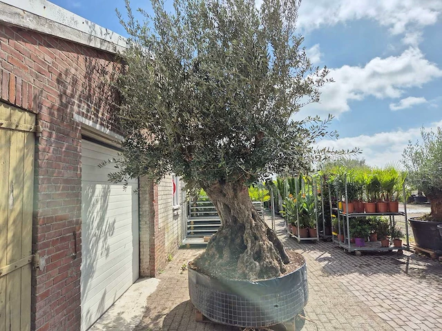 Olijfboom bonsai xxl - olea europaea - 200 jaar oud - hoogte ca. 330 cm - afbeelding 8 van  9