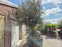 Olijfboom bonsai xxl - olea europaea - 200 jaar oud - hoogte ca. 330 cm - afbeelding 8 van  9